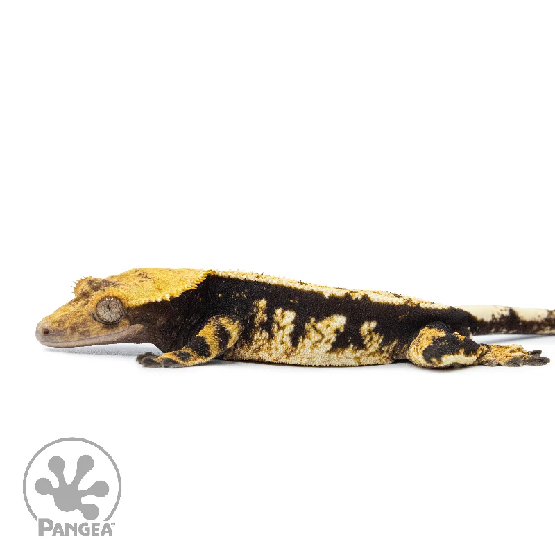 Male Tricolor Harlequin Crested Gecko Cr-2522