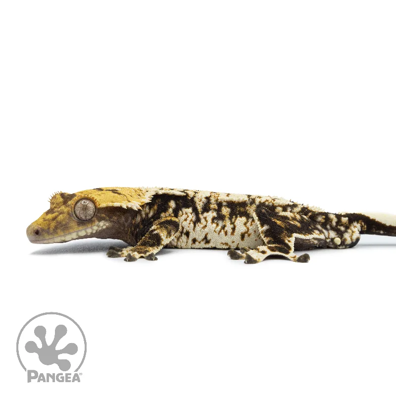 Male Extreme Harlequin Tricolor Crested Gecko Cr-2520