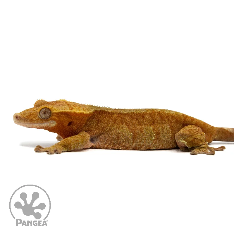 Female Red Phantom Crested Gecko Cr-2444