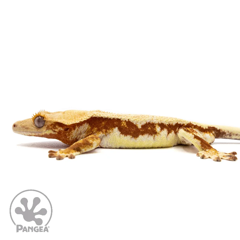 Male Red Lilly White Crested Gecko Cr-2463