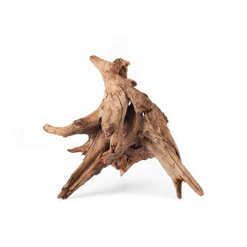 Galapagos Hollow Tree Root