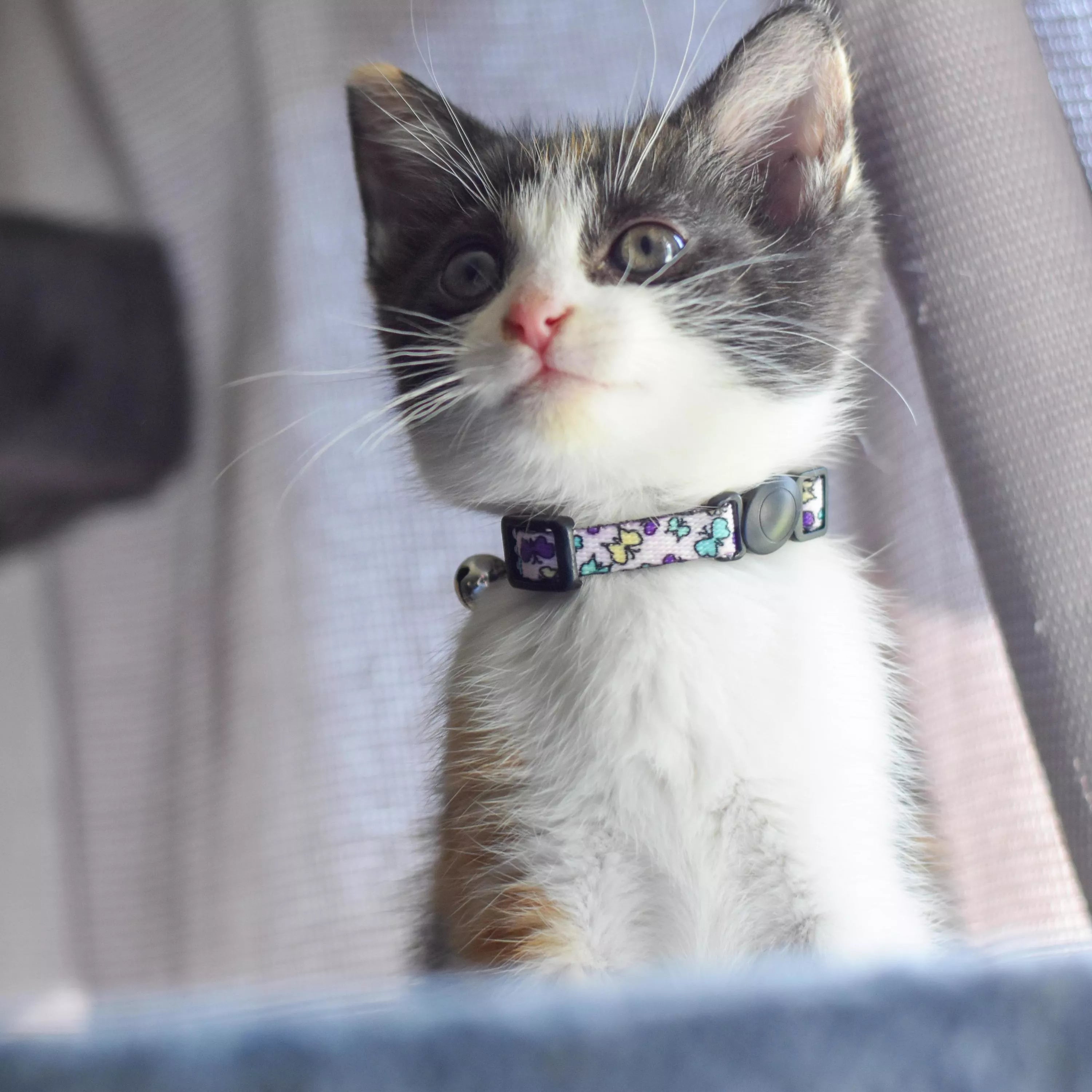 COASTAL LIL PAL ADJUSTABLE KITTEN COLLARS