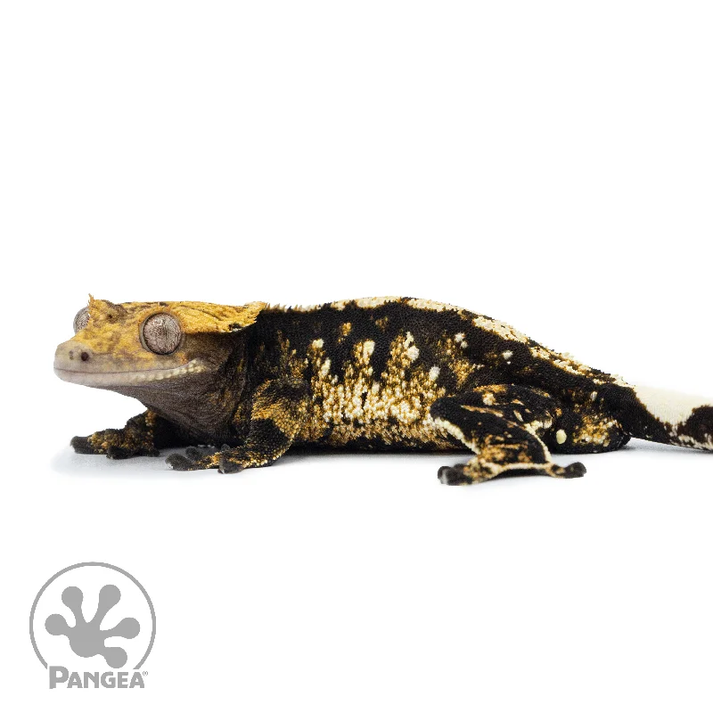 Male Tricolor Harlequin Crested Gecko Cr-2516