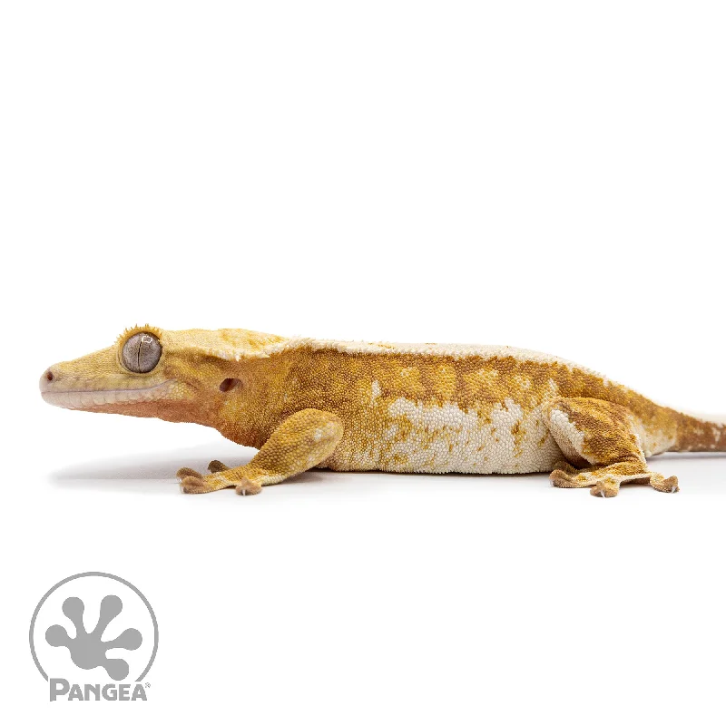 Female Betty White Pinstripe Crested Gecko Cr-2477