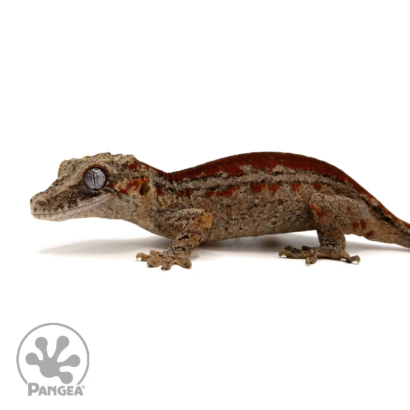 Female Red Striped Gargoyle Gecko Ga-0298