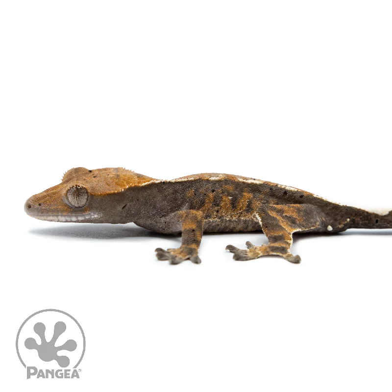 Juvenile Cappuccino Crested Gecko Cr-2500