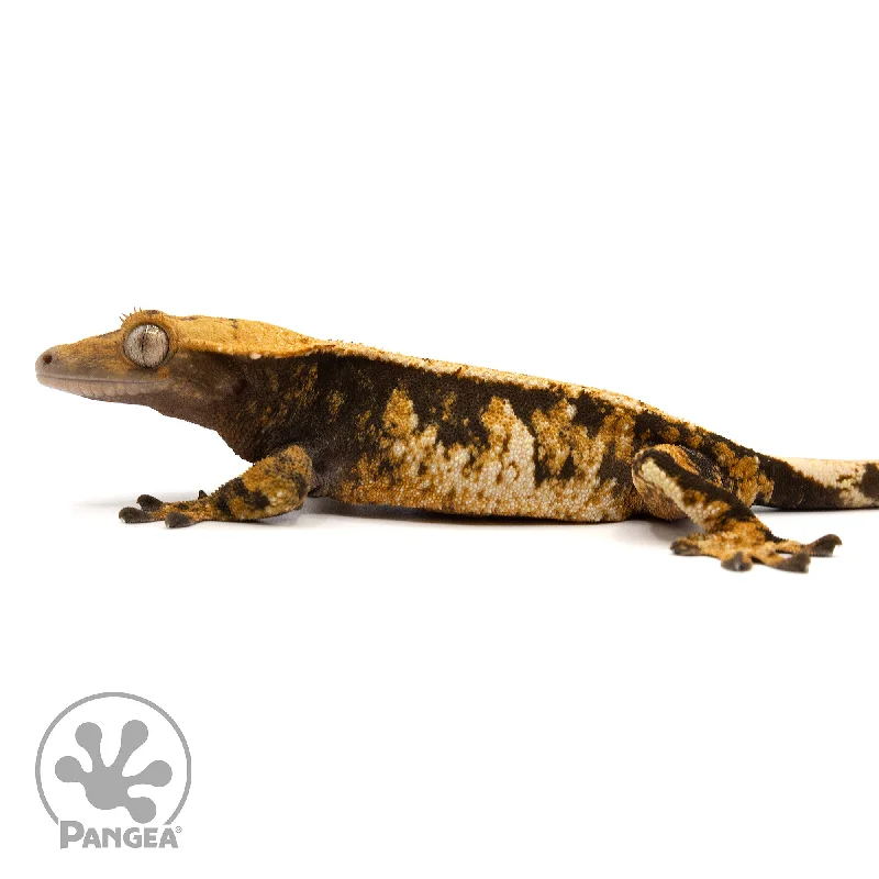 Female Extreme Tricolor Crested Gecko Cr-2432