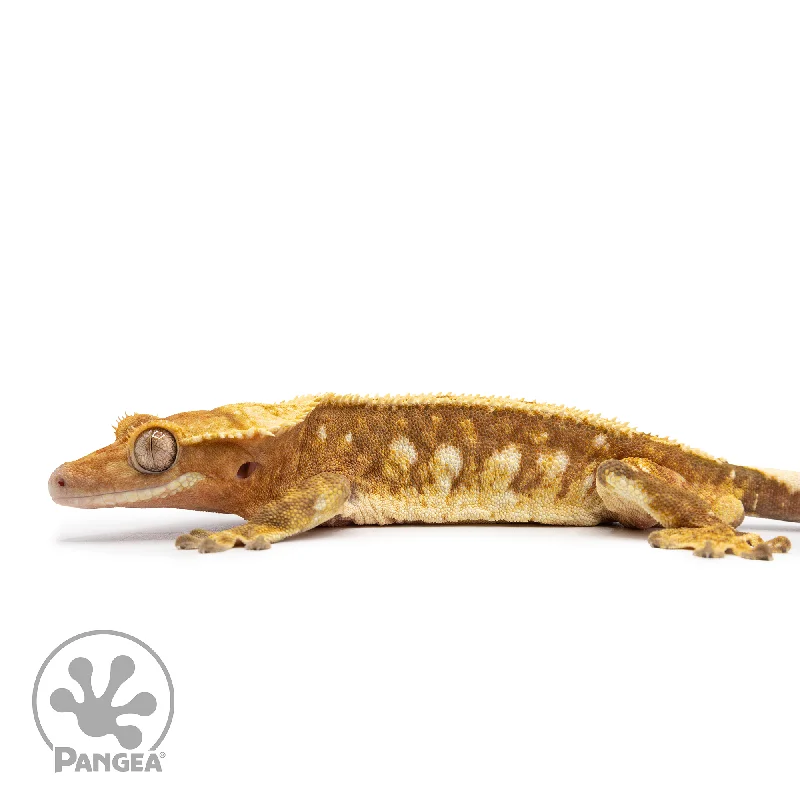 Male Red Harlequin Crested Gecko Cr-2484