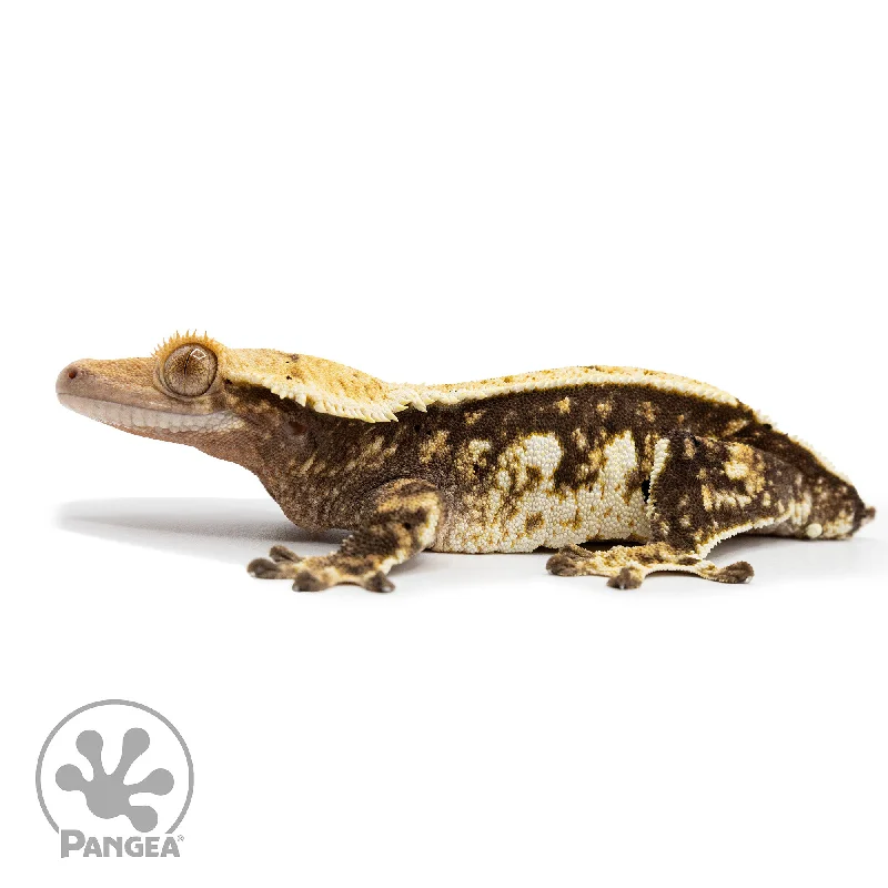 Female Extreme Harlequin Crested Gecko Cr-2474