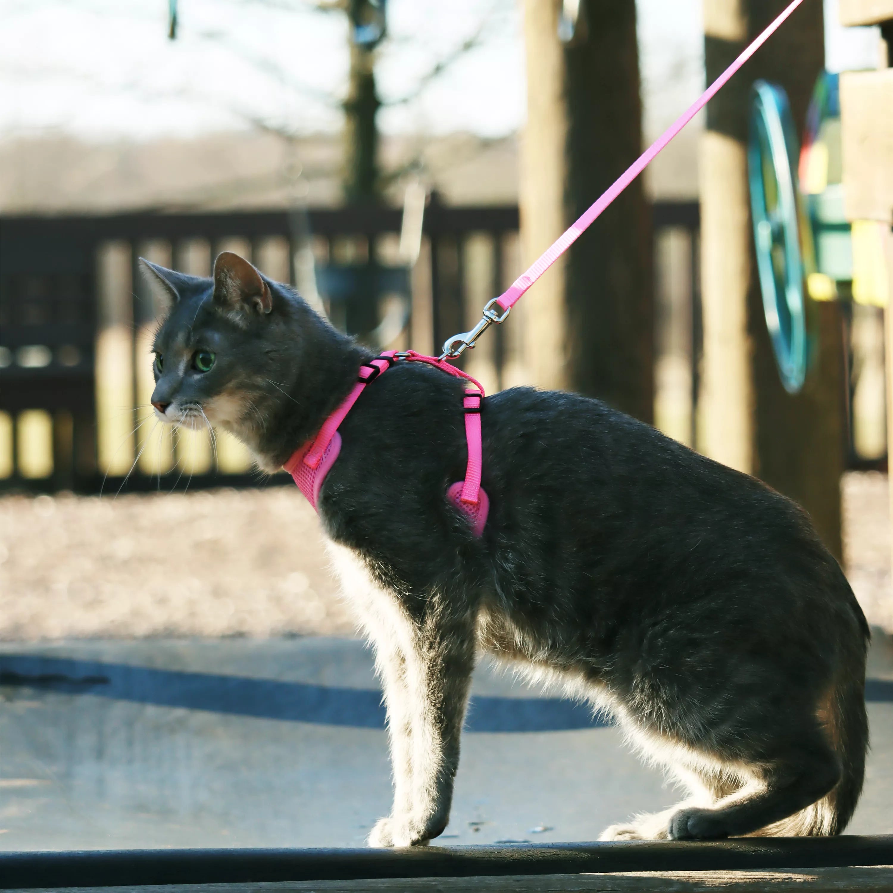 COASTAL Comfort Soft Mesh Adjustable Cat Harness