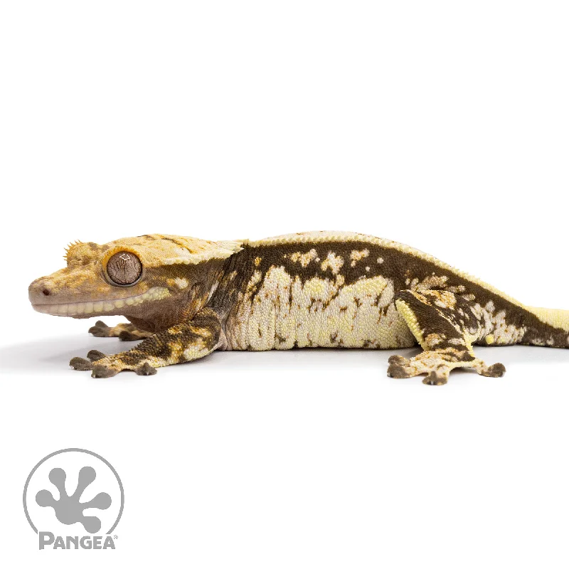 Female White Wall Crested Gecko Cr-2479