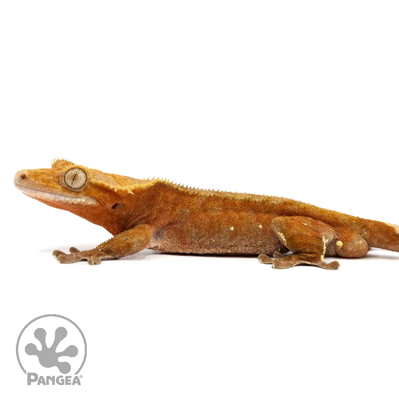 Male Red Phantom Crested Gecko Cr-2469