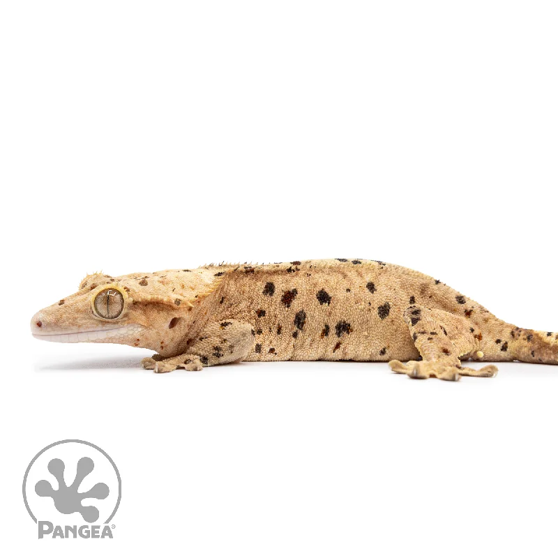 Female Ink Blot Crested Gecko Cr-2498