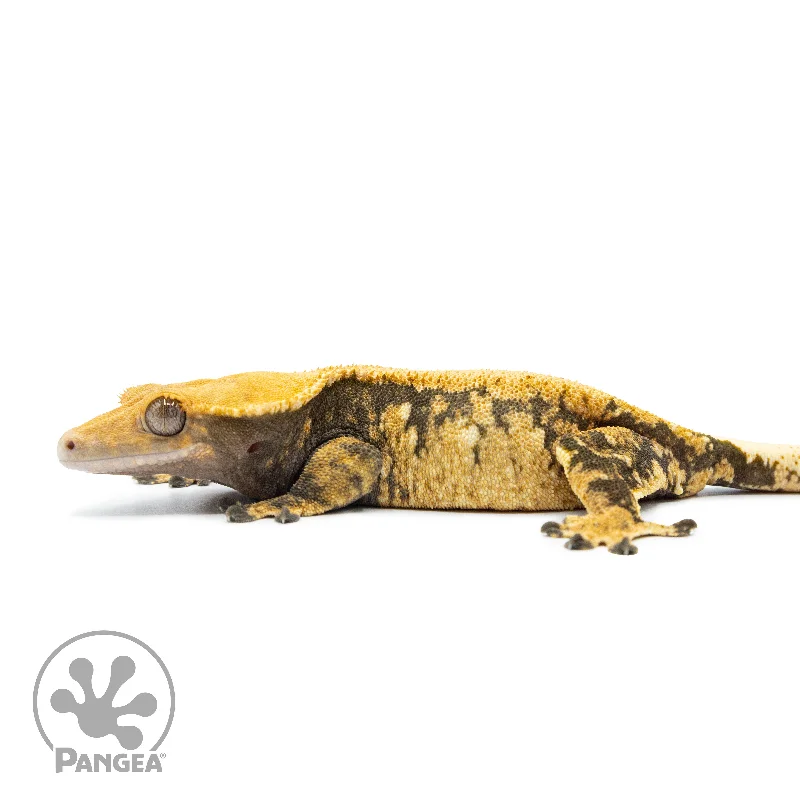 Female Extreme Harlequin Crested Gecko Cr-2514