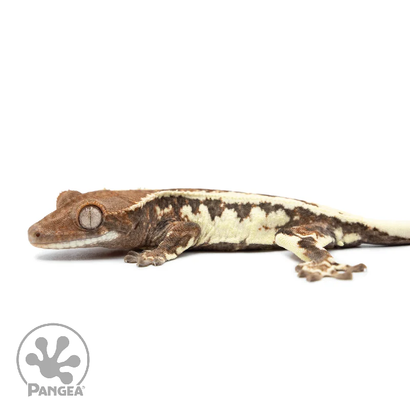 Juvenile Frappuccino Crested Gecko Cr-2499