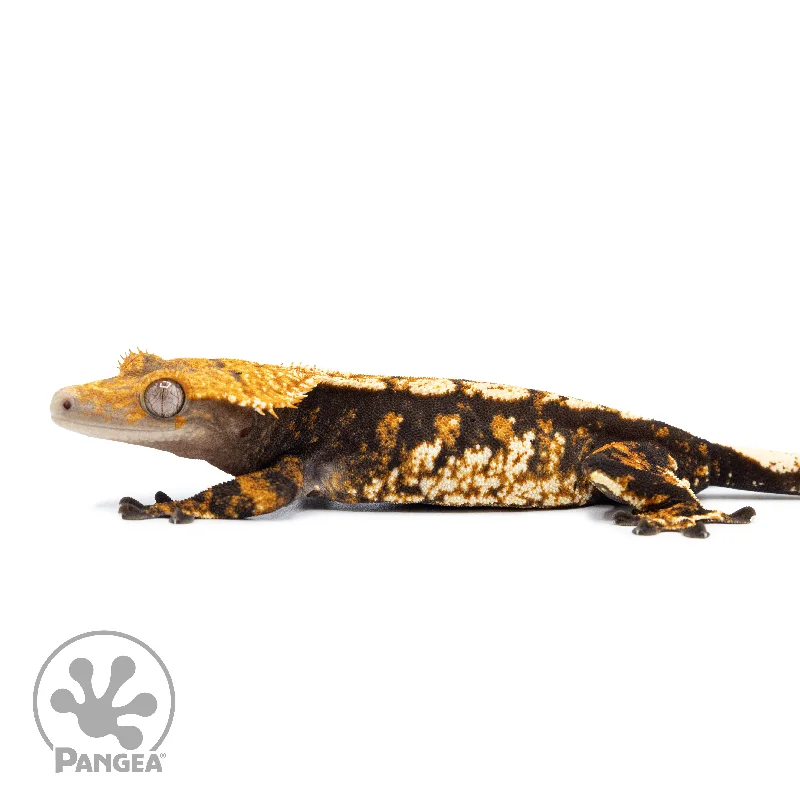 Female Tricolor XXX Crested Gecko Cr-2527