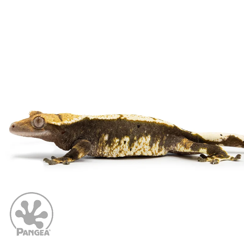 Female Harlequin Crested Gecko Cr-2470