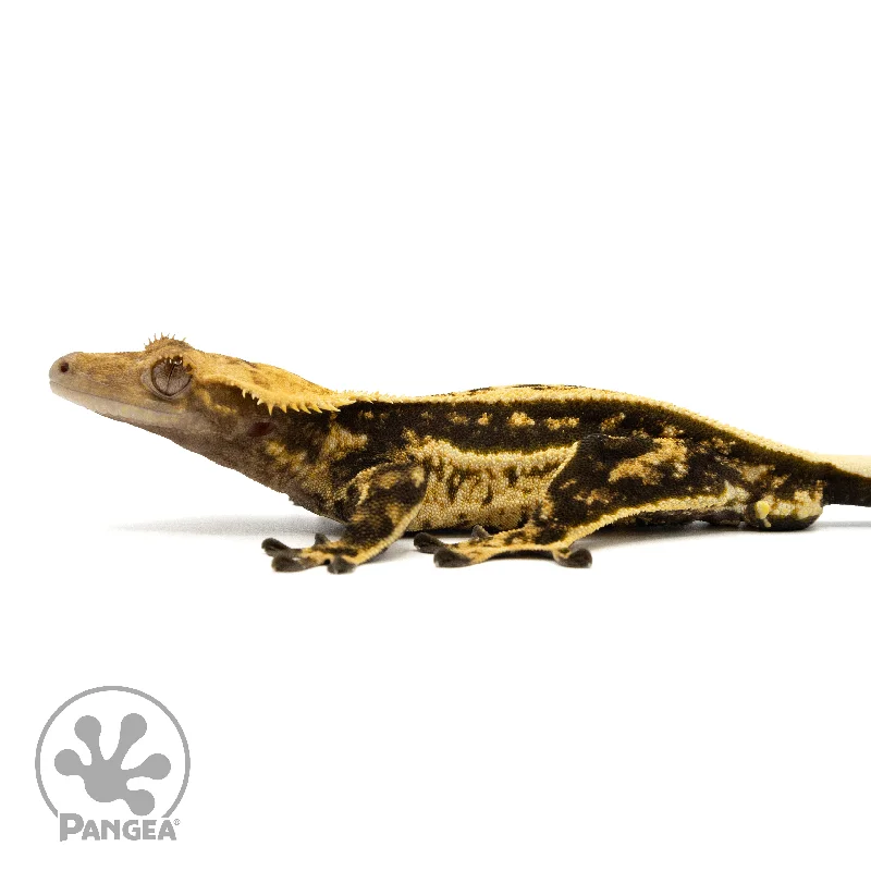 Male Quadstripe Crested Gecko Cr-2448