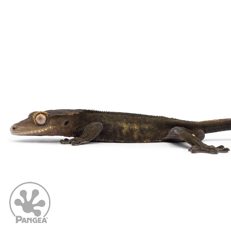 Male Black Phantom Crested Gecko Cr-2483