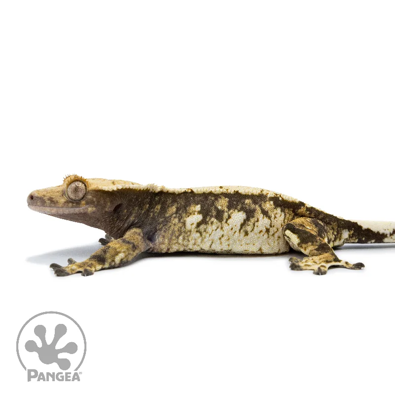 Female Extreme Tricolor Crested Gecko Cr-2513