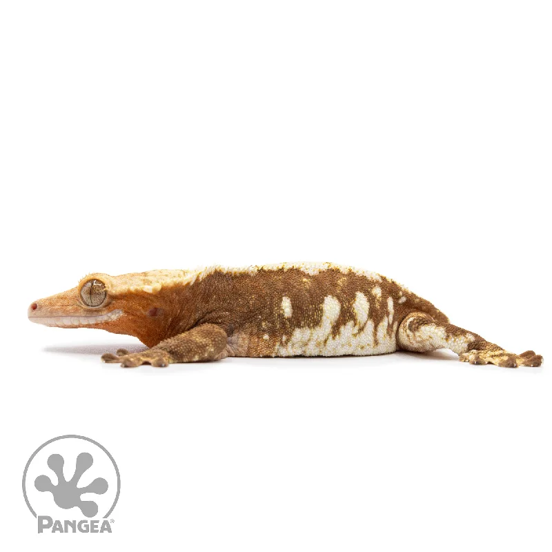 Female Red Harlequin Crested Gecko Cr-2481