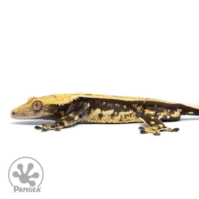 Male Tricolor Quadstripe Crested Gecko Cr-2524