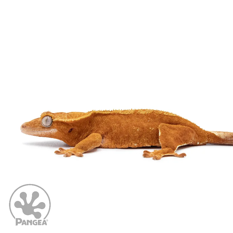 Female Red Phantom Crested Gecko Cr-2537