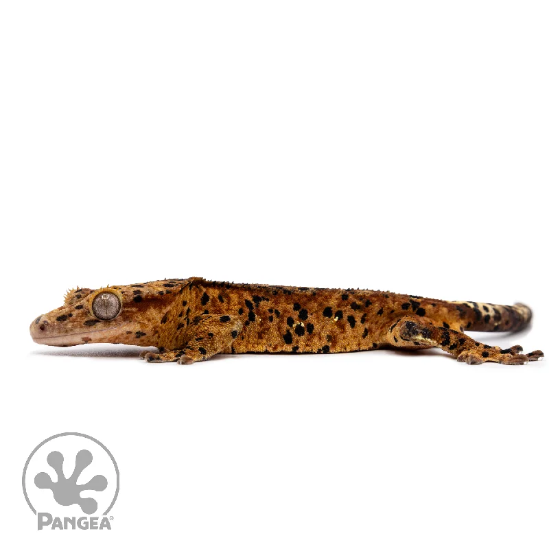 Male Red Super Dalmatian Crested Gecko Cr-2490