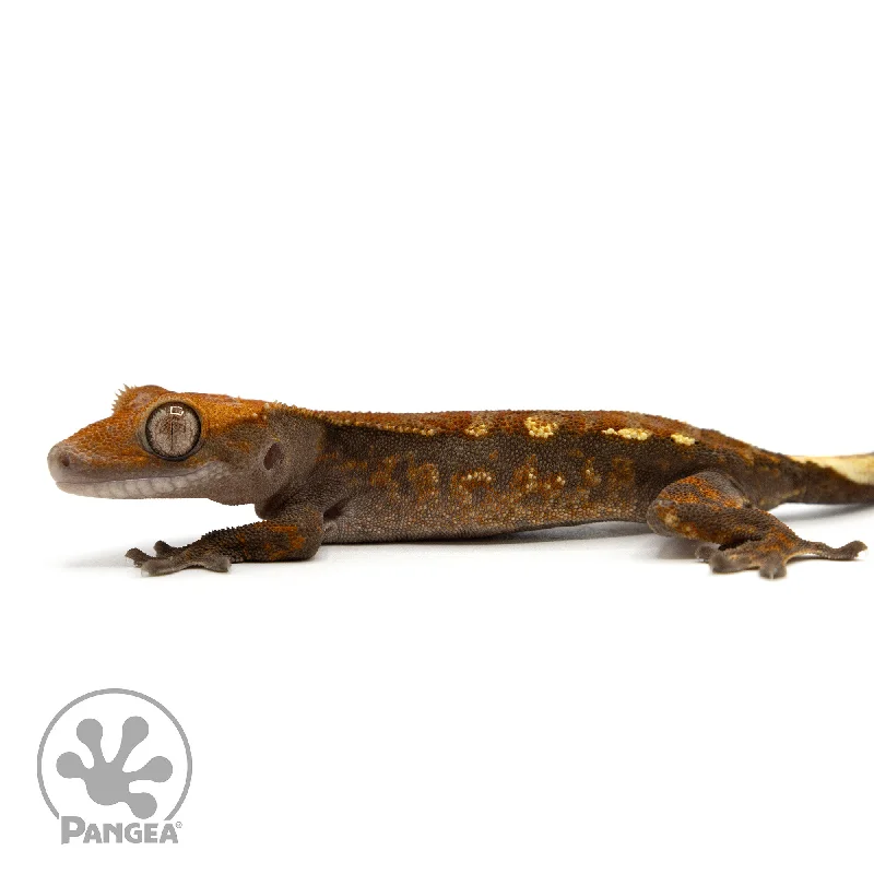 Juvenile Cappuccino Crested Gecko Cr-2452