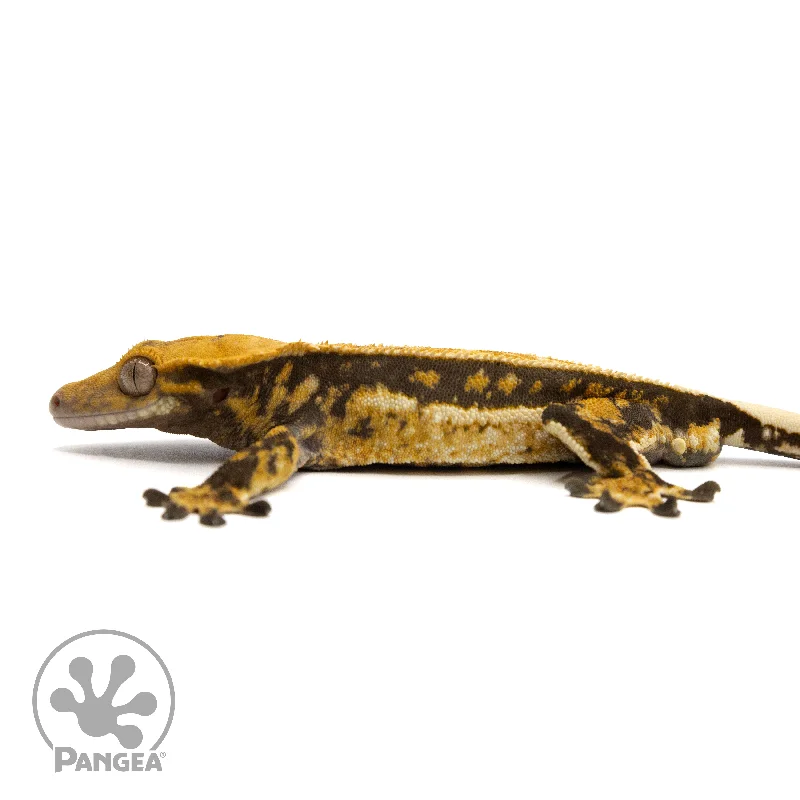 Male Quadstripe Crested Gecko Cr-2442