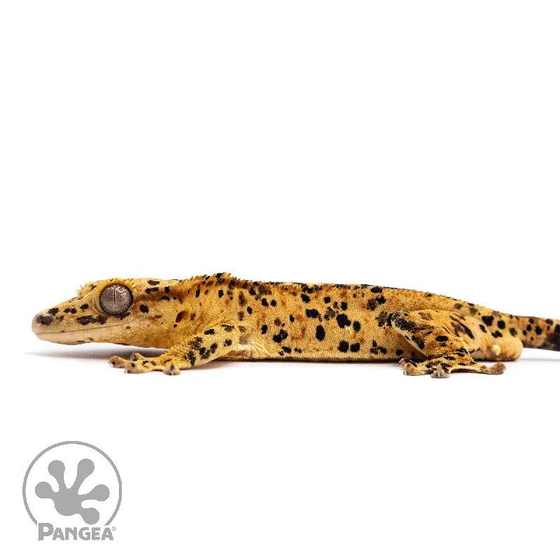 Male Super Dalmatian Crested Gecko Cr-2487