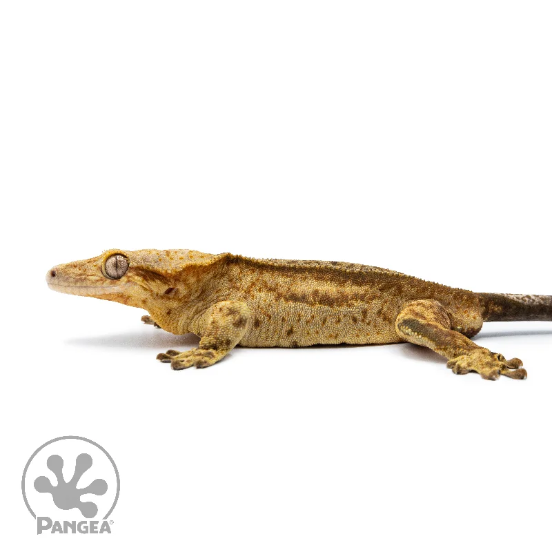 Male Reverse Quadstripe Crested Gecko Cr-2536