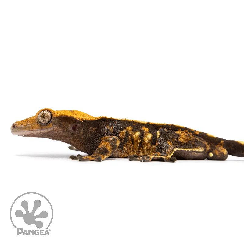 Male Tricolor Extreme Crested Gecko Cr-2491