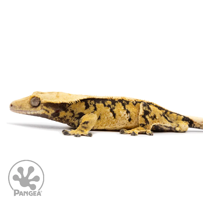 Male Tricolor Extreme Crested Gecko Cr-2492