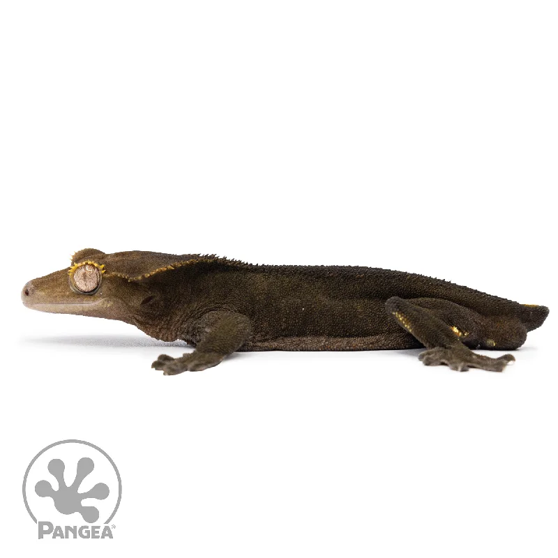 Male OG Noir Crested Gecko Cr-2482