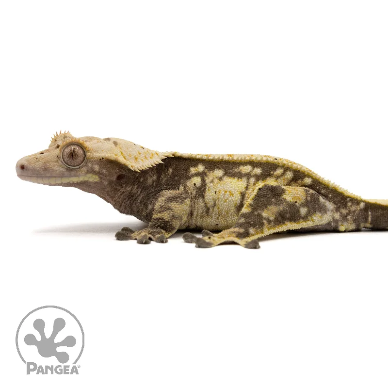 Female Extreme Crested Gecko Cr-2435