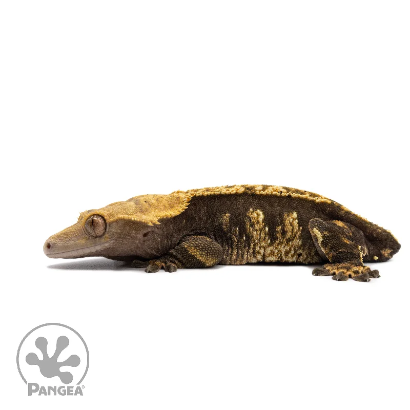 Female Harlequin Crested Gecko Cr-2434