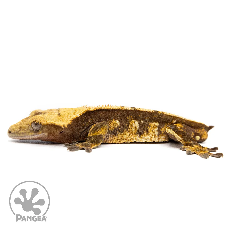 Male Tricolor Extreme Crested Gecko Cr-2460