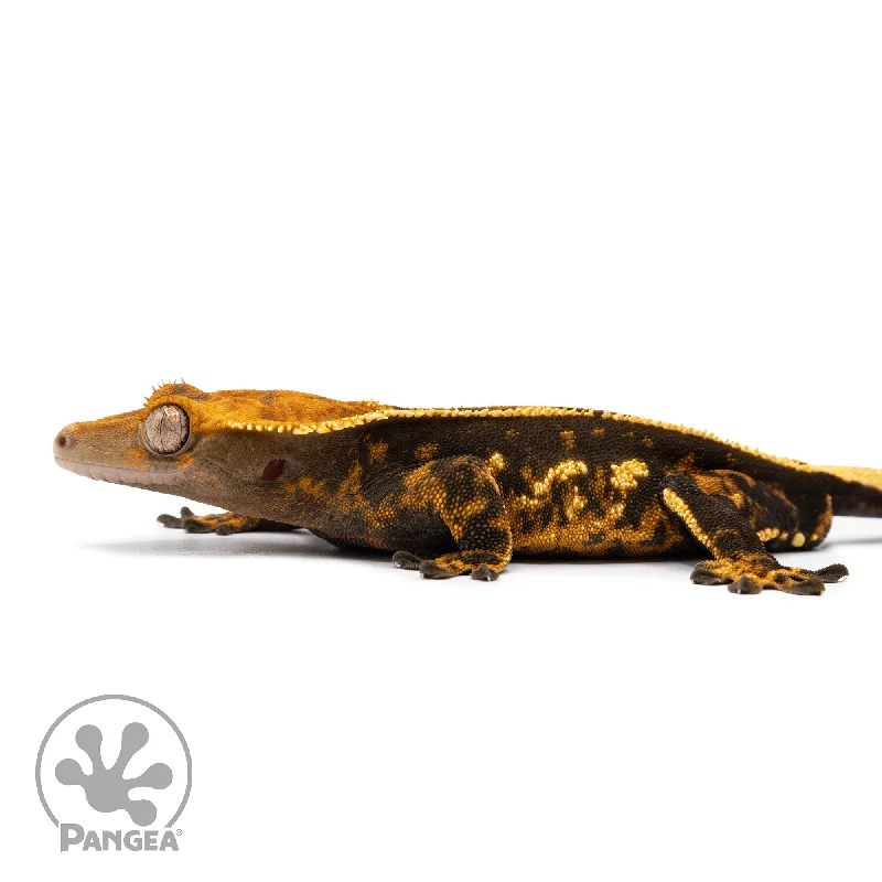 Male Tricolor Pinstripe Crested Gecko Cr-2489