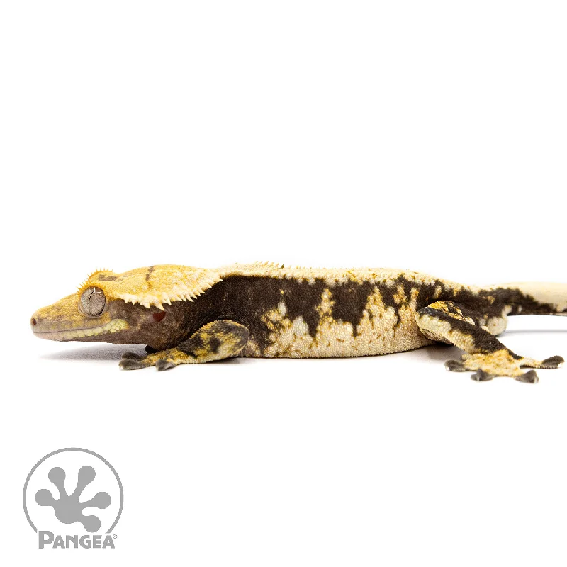 Male Extreme Tricolor Crested Gecko Cr-2458