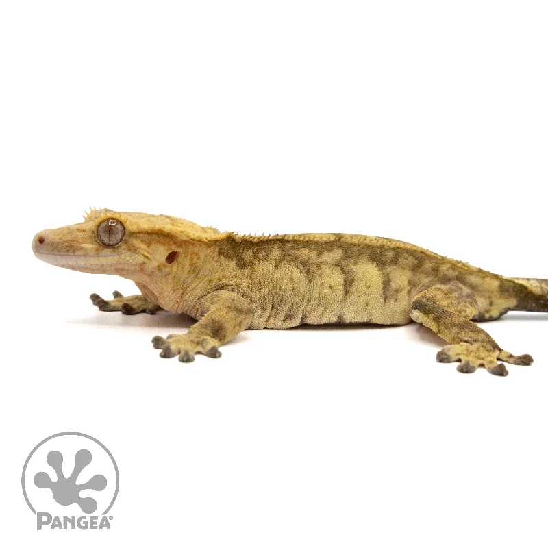 Female Tiger Crested Gecko Cr-2449