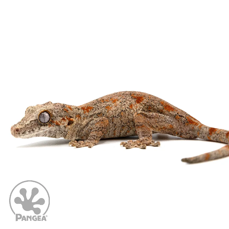 Female Orange Blotch Gargoyle Gecko Ga-0295