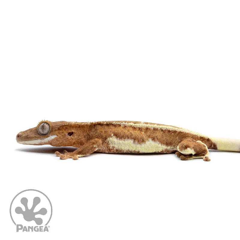 Juvenile Frappuccino Crested Gecko Cr-2502