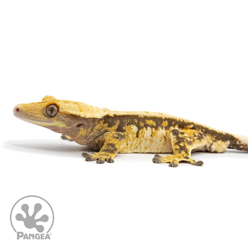 Male Tricolor Pinstripe Crested Gecko Cr-2475