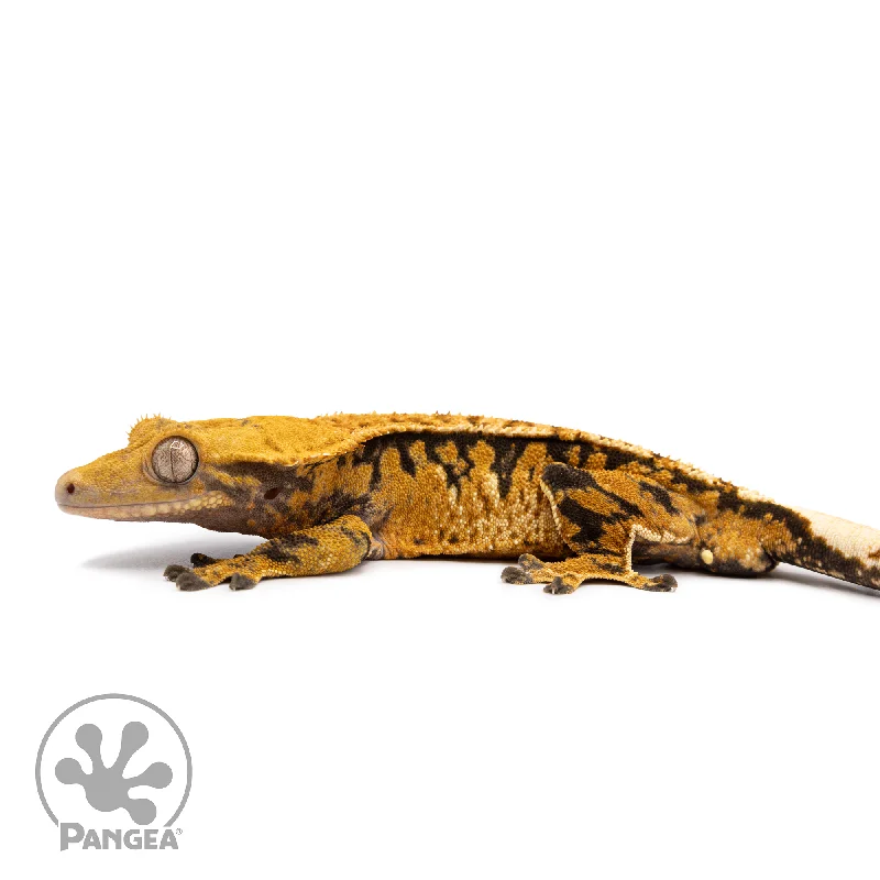 Male Tricolor Extreme Crested Gecko Cr-2510