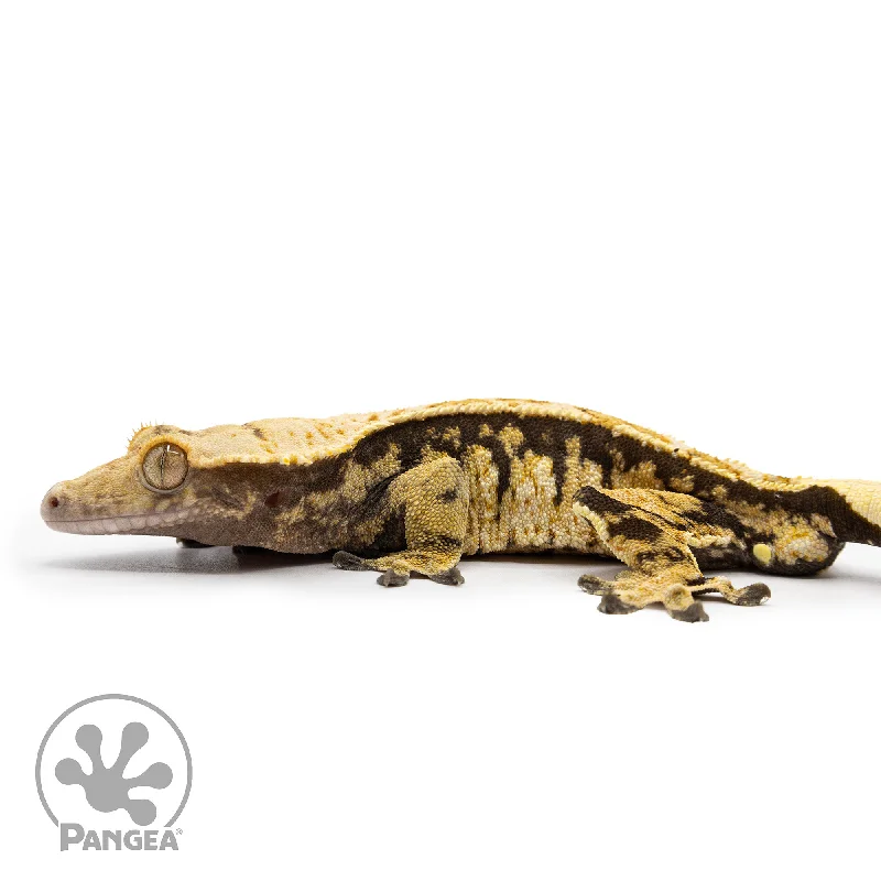 Male Tricolor Partial Pinstripe Crested Gecko Cr-2473