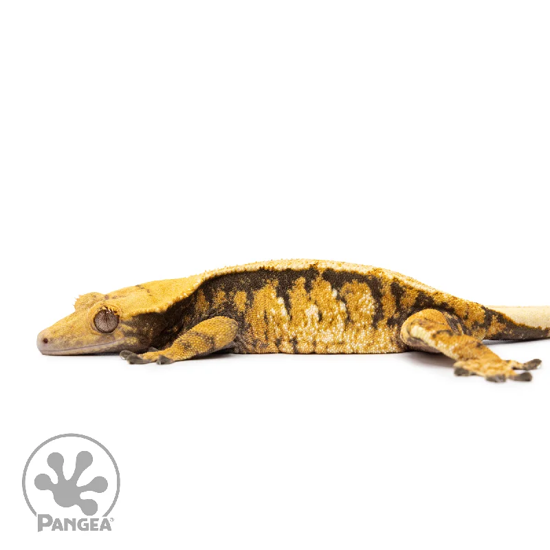 Female XXX Tricolor Crested Gecko Cr-2512