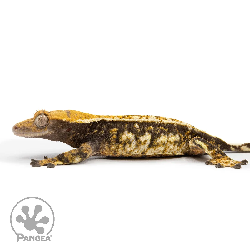 Female Extreme Tricolor Crested Gecko Cr-2476