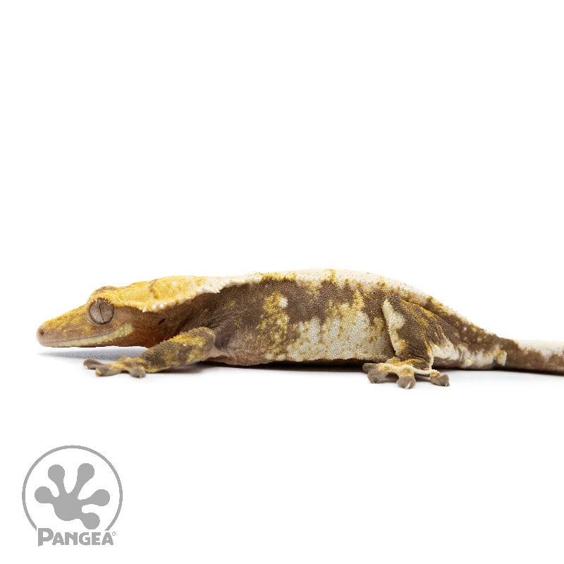 Female Tricolor Extreme Harlequin Crested Gecko Cr-2534