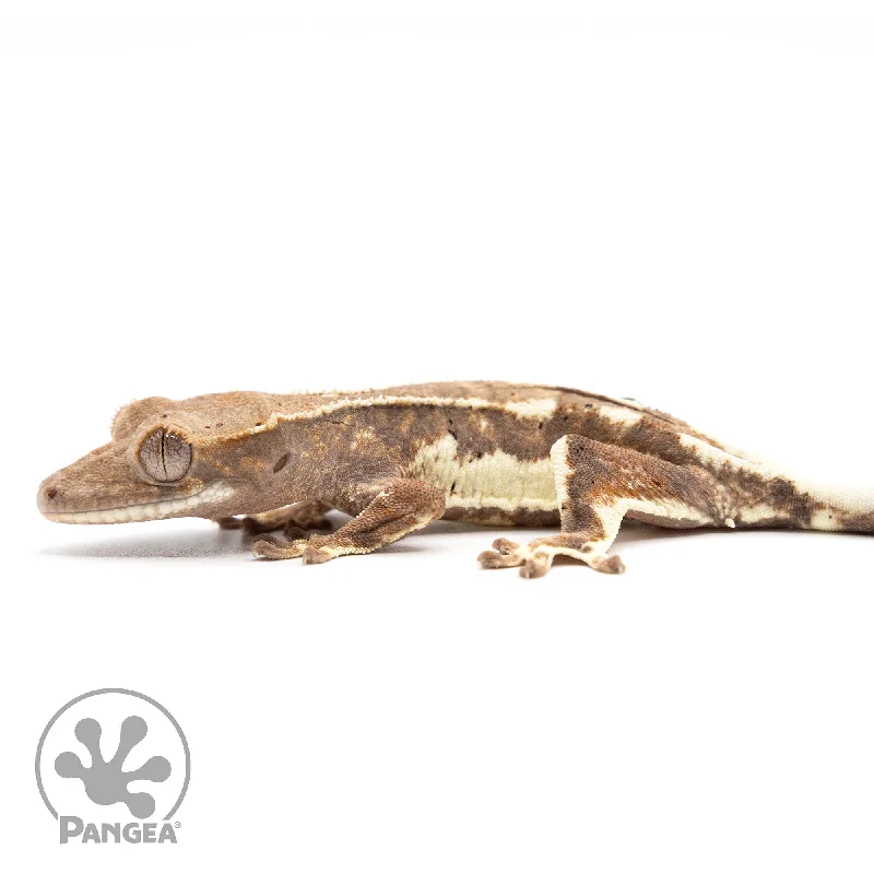 Juvenile Frappuccino Crested Gecko Cr-2451